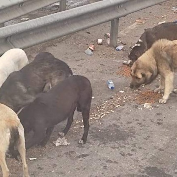 Sokakta Baktığımız Canlardan Kareler